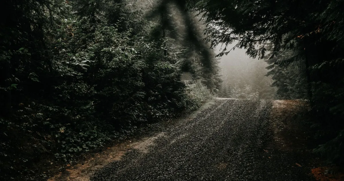 A gravel road winding through a misty forest, the kind of long private drive a driveway alarm watches